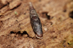 Macrogastra plicatula