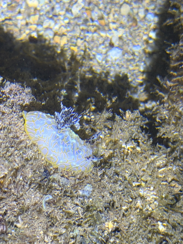 Gold Lace Nudibranch