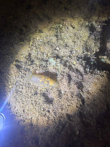 Dendrodoris nigra, 2026-10-12