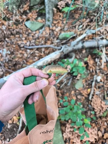 Red-cracking Bolete