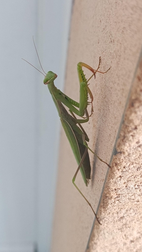 European Mantis