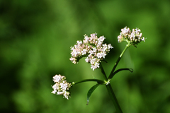 Valeriana officinalis