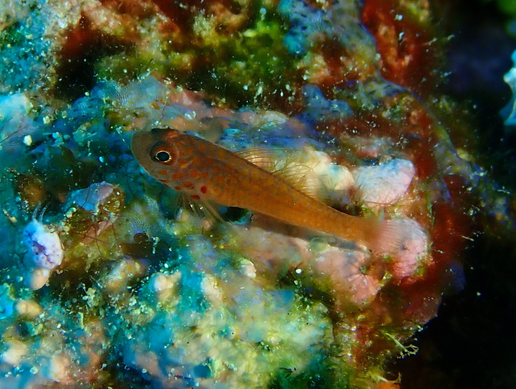 Flame Goby