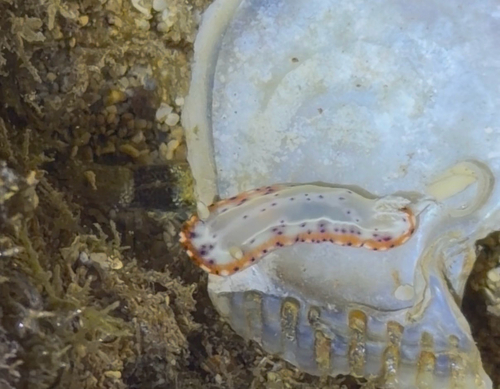 Goniobranchus decorus