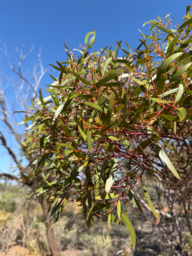 Eucalyptus oleosa observed 2026-10-13