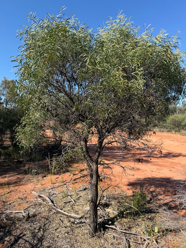 Acacia oswaldii observed 2026-10-13
