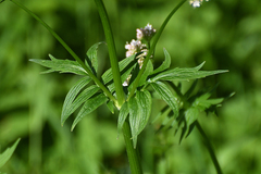 Valeriana officinalis