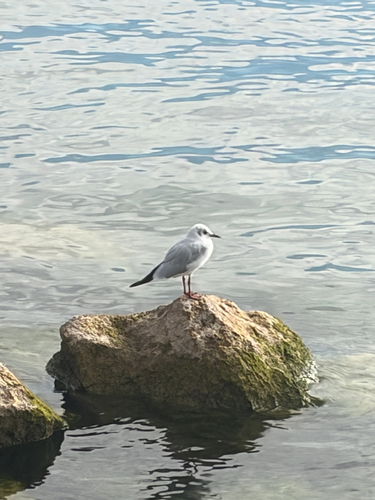 Black-headed Gull