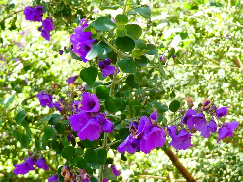 Prostanthera rotundifolia observed 2026-10-04