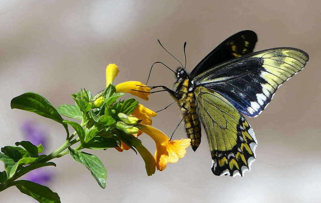 Madyes Swallowtail