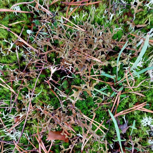 Cetraria ericetorum observed 2026-10-11
