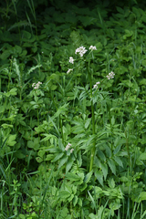 Valeriana officinalis