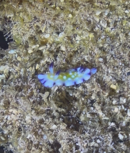 Trembling Nudibranch