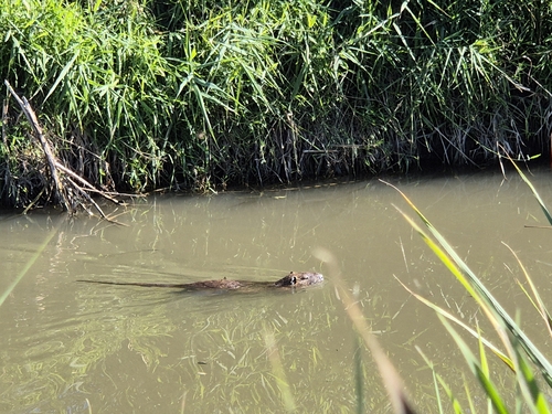 Coypu