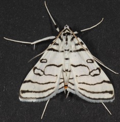 Conchylodes concinnalis