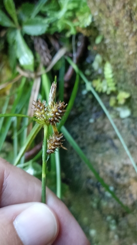 Carex observed 2026-10-13