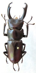 Dorcus fujii