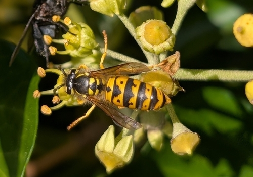 German Yellowjacket