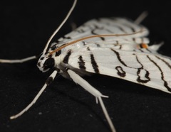 Conchylodes concinnalis