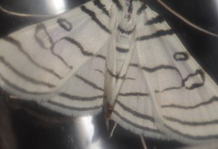 Conchylodes concinnalis