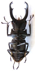 Dorcus fujii