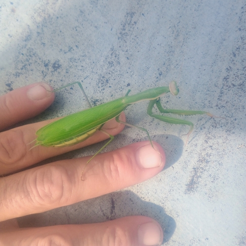 European Mantis