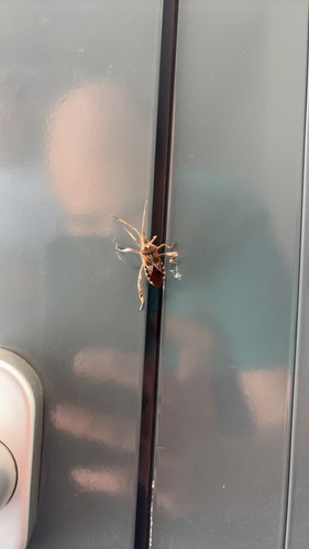 Western Conifer Seed Bug