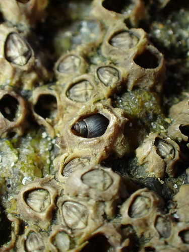 Littorina neritoides, 2026-10-10