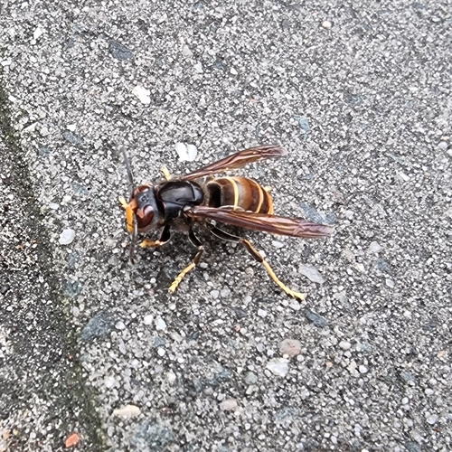 Yellow-legged Hornet