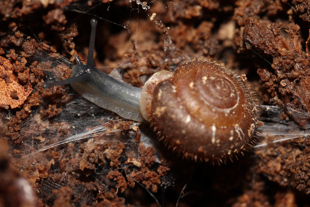 Mask Snail