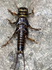 Hesperoperla pacifica