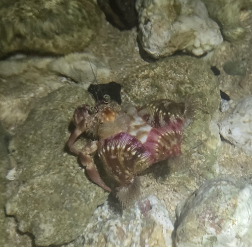 Jeweled Anemone Hermit Crab