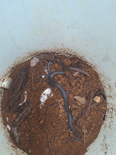 White-crowned Snake