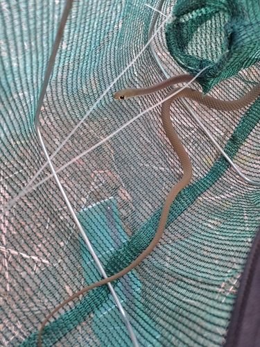 Yellow-faced Whipsnake