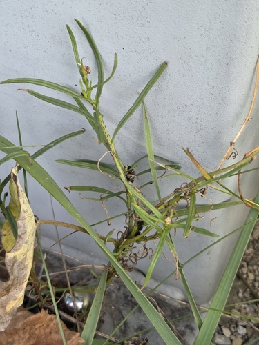 Narrow-leaved Ragwort