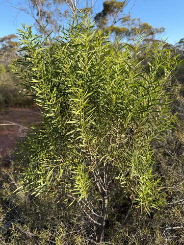 Santalum acuminatum observed 2026-10-13