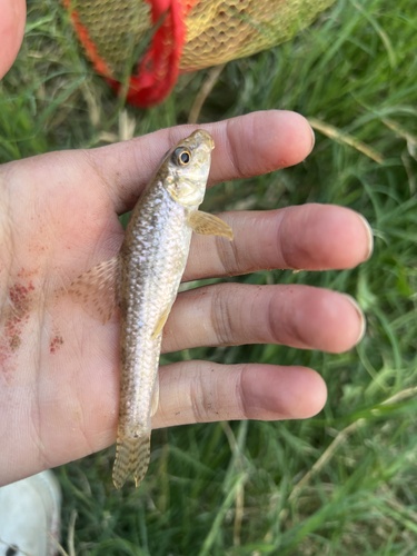 Chinese False Gudgeon
