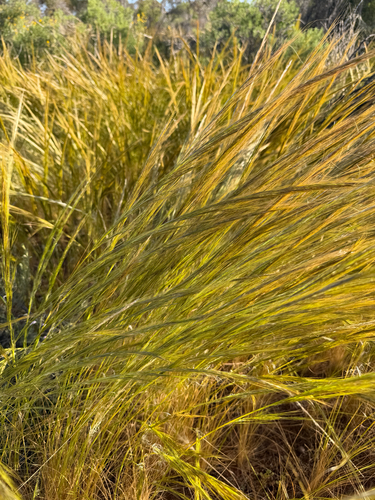Austrostipa nitida observed 2026-10-13