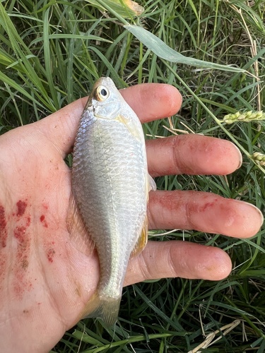 Khanka Spiny Bitterling