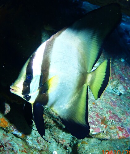 Platax pinnatus observed 2026-10-10