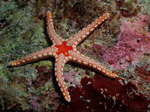 Fromia monilis observed 2026-10-11