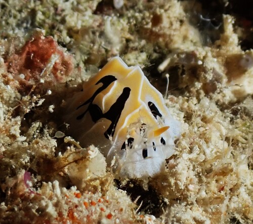 Fungia observed 2026-10-12