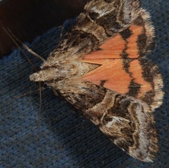 Drasteria mirifica