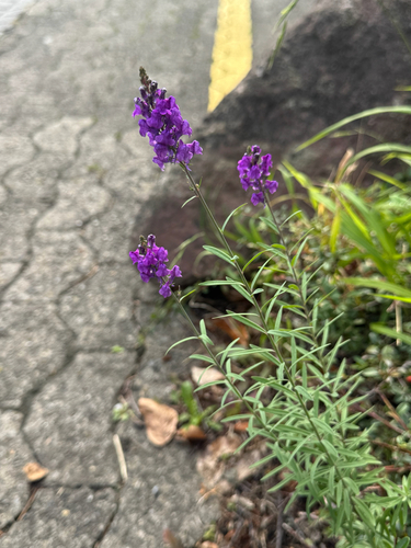 Purple Toadflax