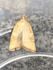 Aleimma loeflingiana