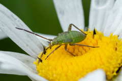 Adelphocoris lineolatus