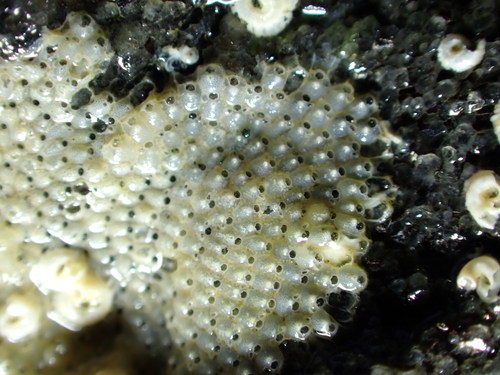 Schizoporella unicornis observed 2026-10-10