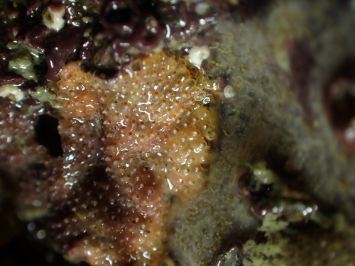 Schizoporella unicornis observed 2026-10-10