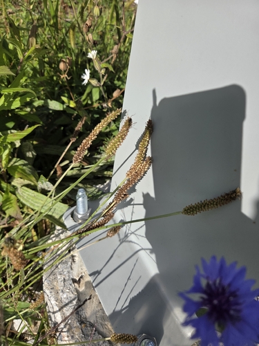 ribwort plantain