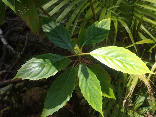 Cuttsia viburnea observed 2026-10-11